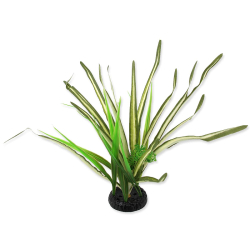 Rostlina REPTI PLANET travina Spartina 30 cm 1 ks